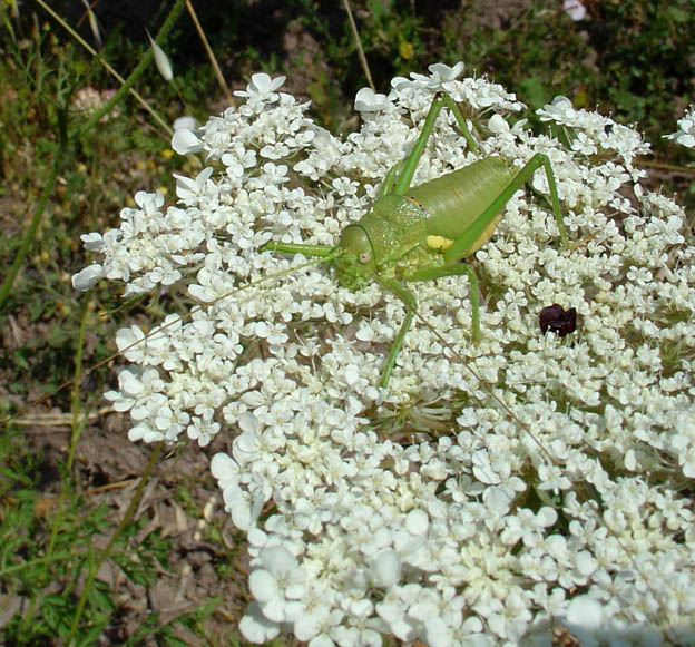 Bolivarius brevicollis insularis